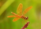 Eastern Amberwing.jpg