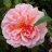Rose Gardener