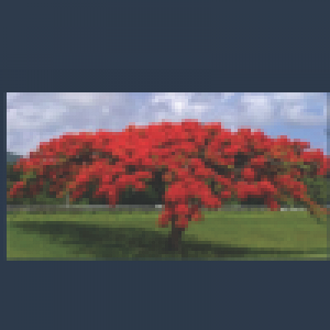 The Poinciana Tree.png