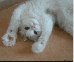 giphy.gif